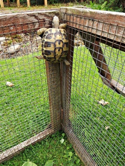 Pin by Caps on ~Others~ | Turtle habitat, Tortoise habitat, Tortoise house