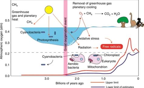 The Great Oxygenation Event The Earths First Mass