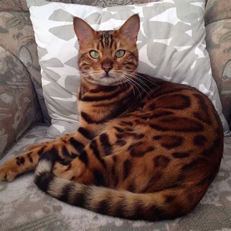 This striped and spotted Bengal cat’s fur is mesmerizing the internet