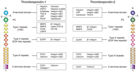 Role of thrombospondin‑1 and thrombospondin‑2 in cardiovascular ...