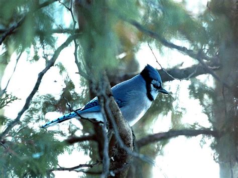 Bird In Everything: Blue Jay Bird Habitat