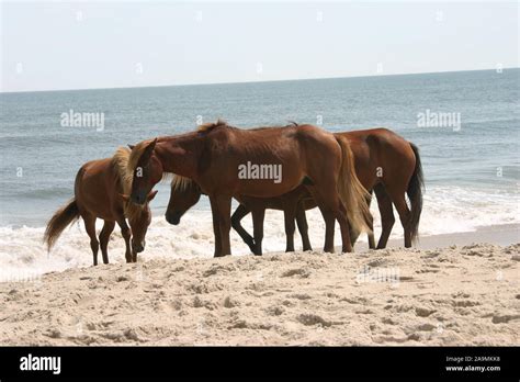 Wild horses /ponies on Assateague Island Stock Photo - Alamy