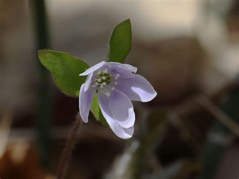 Photos: Spring wildflowers in Minnesota | MPR News