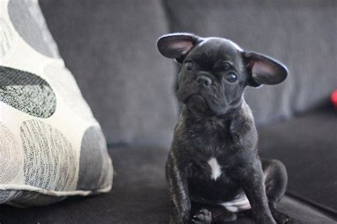 Frenchie Pug/Frug ( French Bulldog Pug Mix) Info, Puppies, Temperament ...