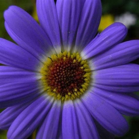 Swan River Daisy Blue Splendor Seeds brachycome Iberidifolia | Etsy