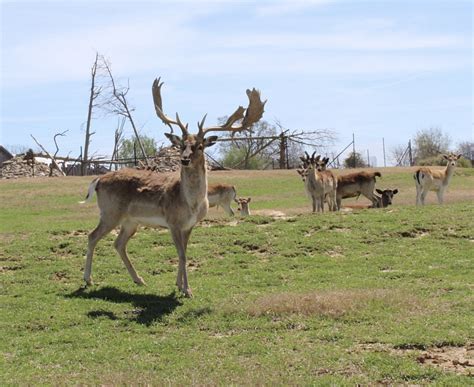 Safari Park Photos, Animal Photos, Tennessee Safari Park, Alamo, TN