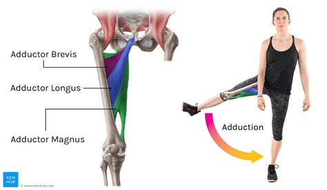 Anatomical Movements - Tom Morrison