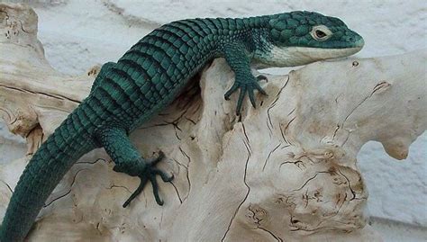 Alligator Lizard (Abronia graminea) Mexico | Lizard, Reptiles, Amphibians