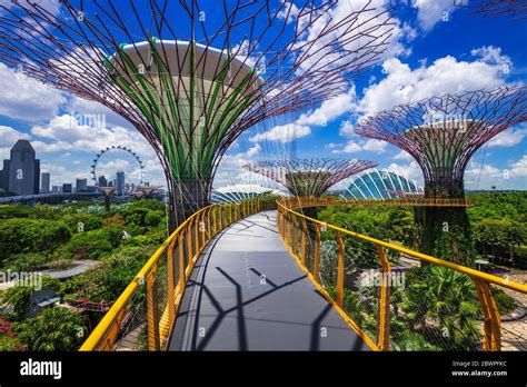 The Supertree Grove from the OCBC Skyway at Gardens by the Bay ...