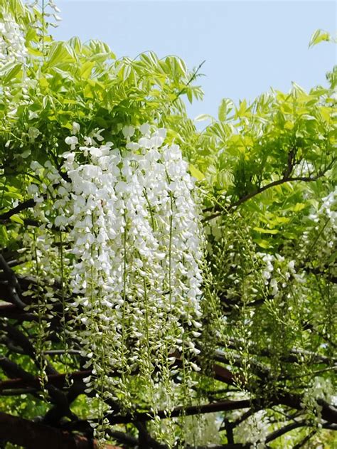 Five Different Rare Wisteria Seeds 10pcs - Pure Bonsai