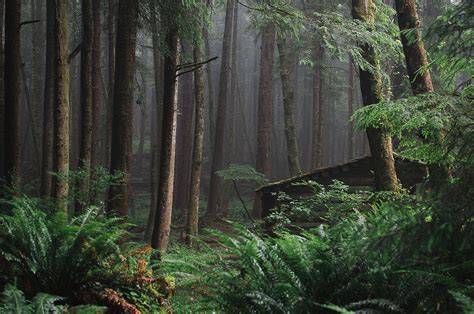 The Most Beautiful Forests of Oregon | That Oregon Life