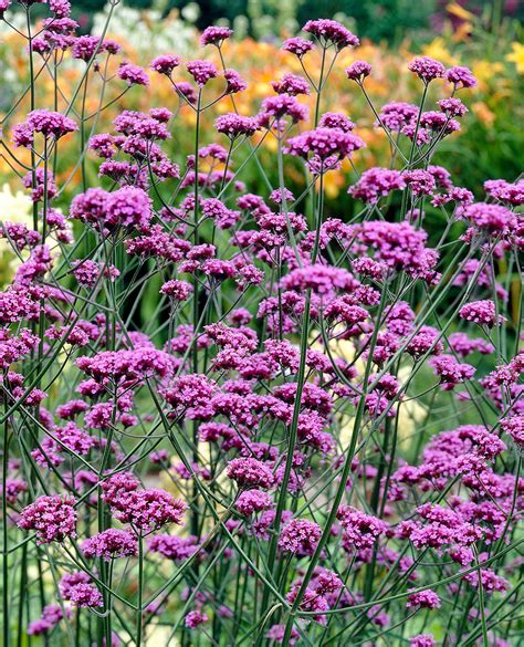 Verbena Bonariensis | J Parker Dutch Bulbs