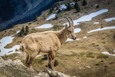 Nubian Ibex (Capra nubiana)