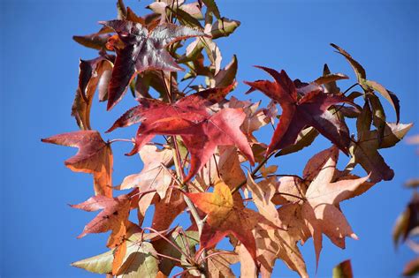 Maple Acer Colorful Leaves - Free photo on Pixabay - Pixabay