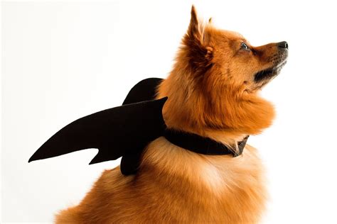 15 Best Funny Dog Costumes