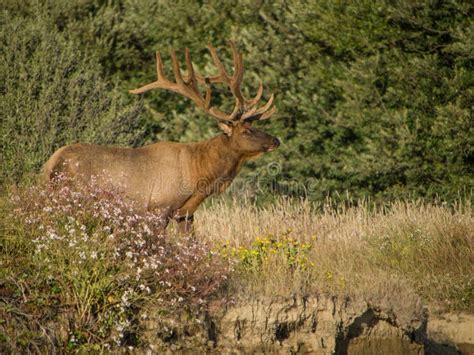 Roosevelt Bull Elk with Antlers Stock Image - Image of outdoor, deer: 110338149