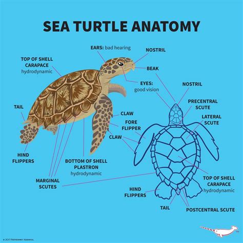 Pin by Frisky_Panda on Animals | Sea turtle facts, Turtle facts, Turtle ...