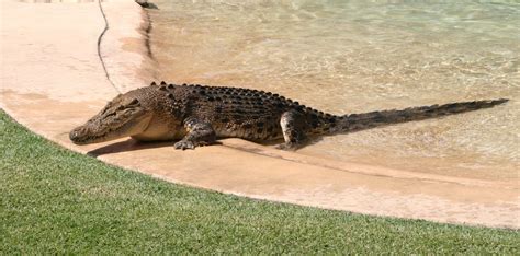 Saltwater Crocodile | The Biggest Animals Kingdom