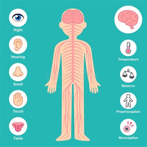 Nervous System Anatomy for Children Stock Vector - Illustration of anatomical, hear: 183179689