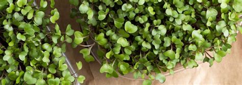 USDA Recommends Broccoli Microgreens For Key Health Benefits | Blog