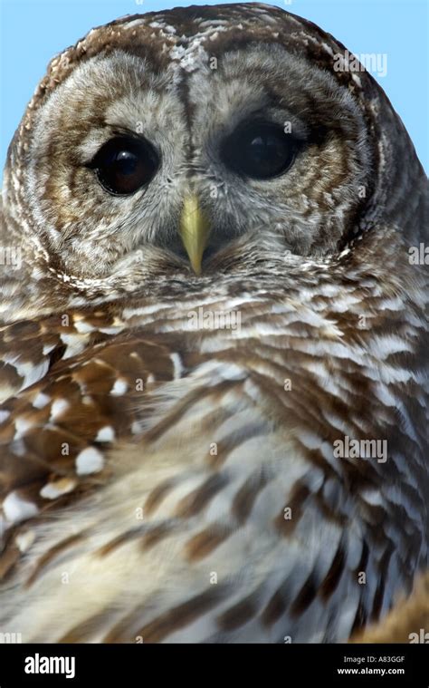 Barred Owl Strix varia Stock Photo - Alamy