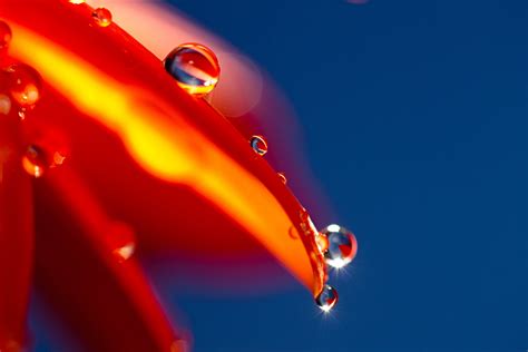 Water droplets macro photography HD wallpaper | Wallpaper Flare