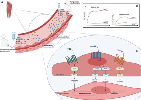 Gastric inhibitory polypeptide as the new candidate for the interaction of skeletal muscle blood ...