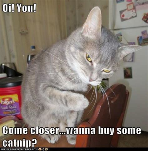 Lolcats - drugs - Page 2 - LOL at Funny Cat Memes - Funny cat pictures ...