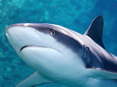 Blacktip reef shark | Oceanarium, the Bournemouth Aquarium