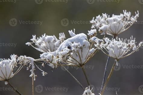 Cypress Hills First Snowfall 5181770 Stock Photo at Vecteezy