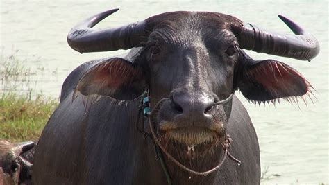 A Cow And Her Calf. Domestic Asian Water Buffalo (Bubalus Bubalis). Order: Artiodactyla Family ...