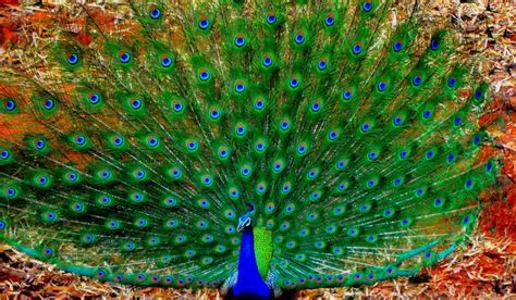 Dancing Peacock | Peacock, Peacock pictures, Dance