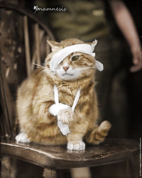 A bandaged cat recovering from its injuries (1935) : r/Colorization