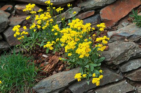 33 Best Rock Garden Plants for Sun or Shade