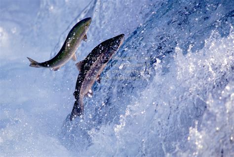 Salmon swimming upstream pictures, Salmon swimming upstream photos, Salmon swimming upstream ...