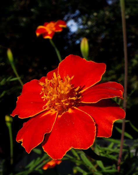 Late season marigolds giving a good show. Caught this image at sunset in the backyard. If you ...