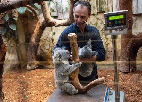 Zoo Duisburg: Koala Wiegen begeistert die Besucher