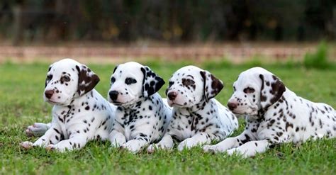 10 Incredible Dalmatian Facts - IMP WORLD