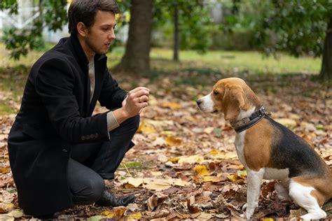 How to Train a Beagle: 7 Tips for Training a Beagle - 2024 - MasterClass