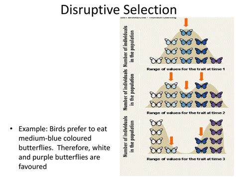 [Solved] Disruptive selection: 1.a) What is disruptive selection? b ...