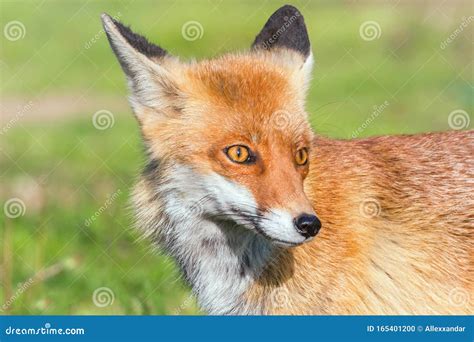 Red Fox Close Up Portrait Vulpes Vulpes Stock Photo - Image of predator, female: 165401200