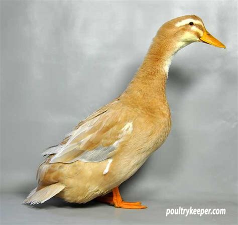 Saxony Ducks: Photos & Breed Information