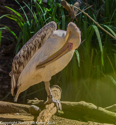 My Favorite Bird Photographs From the Aviaries of the SanDiego Zoo and Safari Park | Welcome to ...