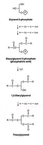 Glycerophospholipids Biosynthesis Basic Guide