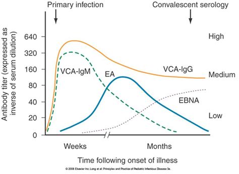 Epstein-Barr Virus (EBV)