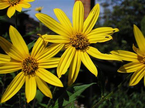 File:Sunroot flowers.jpg - Wikimedia Commons