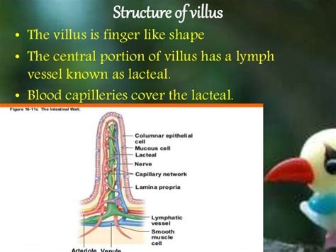 Structure of villus