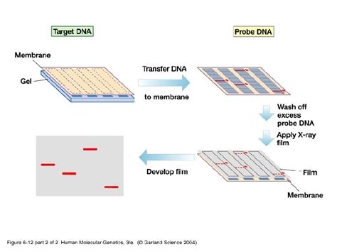 Nucleic Acid Hybridization Nucleic acid hybridization is a