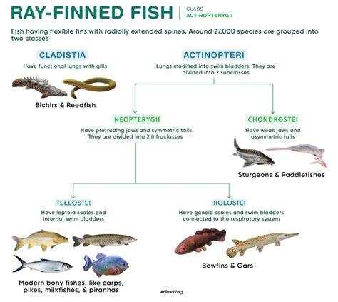 Ray-finned Fish - Examples, Characteristics, Evolution, & Picture