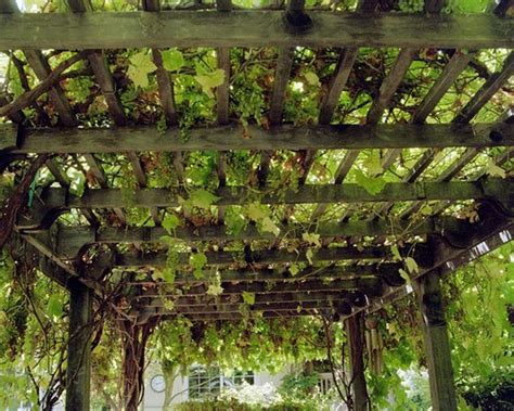 Pruning Grape Vines On Pergola